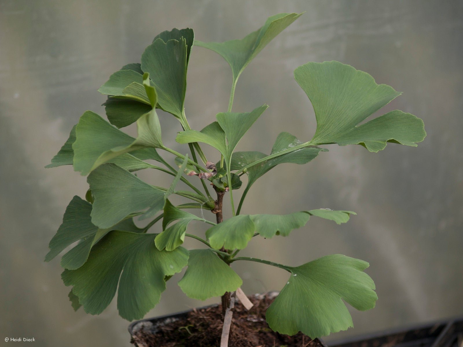 Ginkgo biloba 'Schloss Dyck' - Herrenkamper Gärten - Pflanzenraritäten