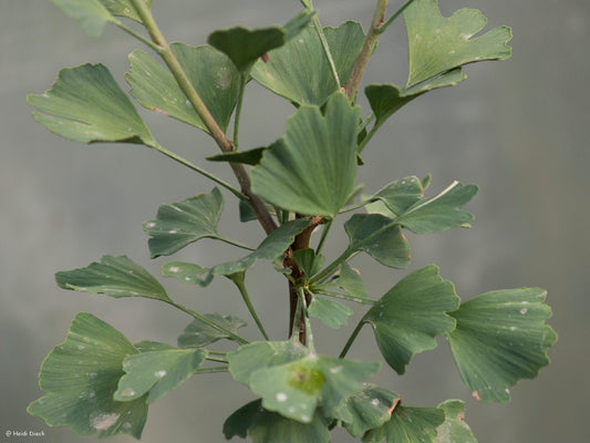 Ginkgo biloba 'Schönbrunn' - Herrenkamper Gärten - Pflanzenraritäten