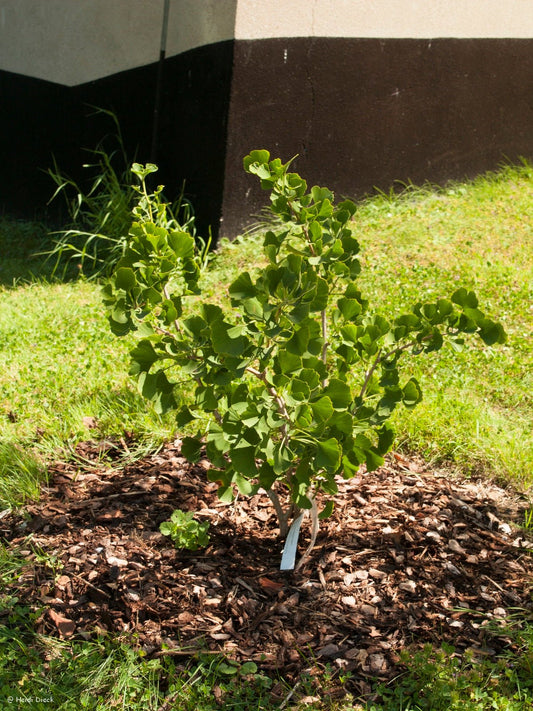 Ginkgo biloba 'Selection Select' - Herrenkamper Gärten - Pflanzenraritäten