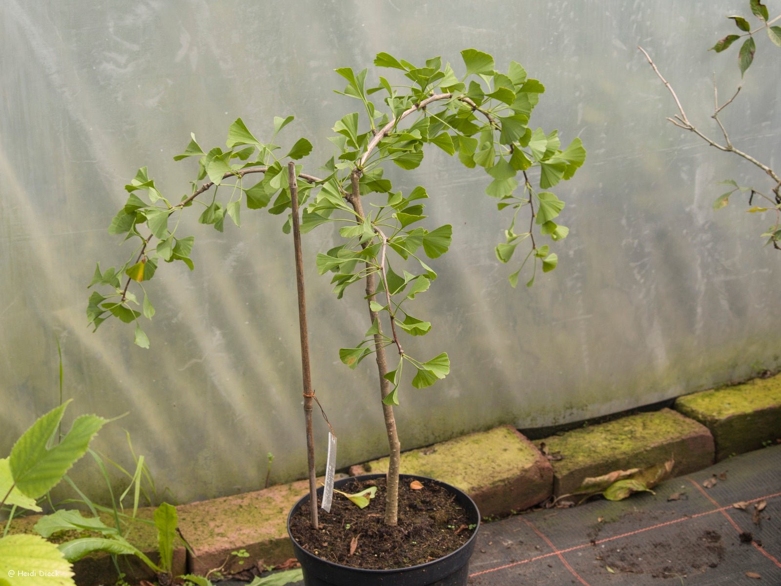 Ginkgo biloba 'Shangri La' - Herrenkamper Gärten - Pflanzenraritäten