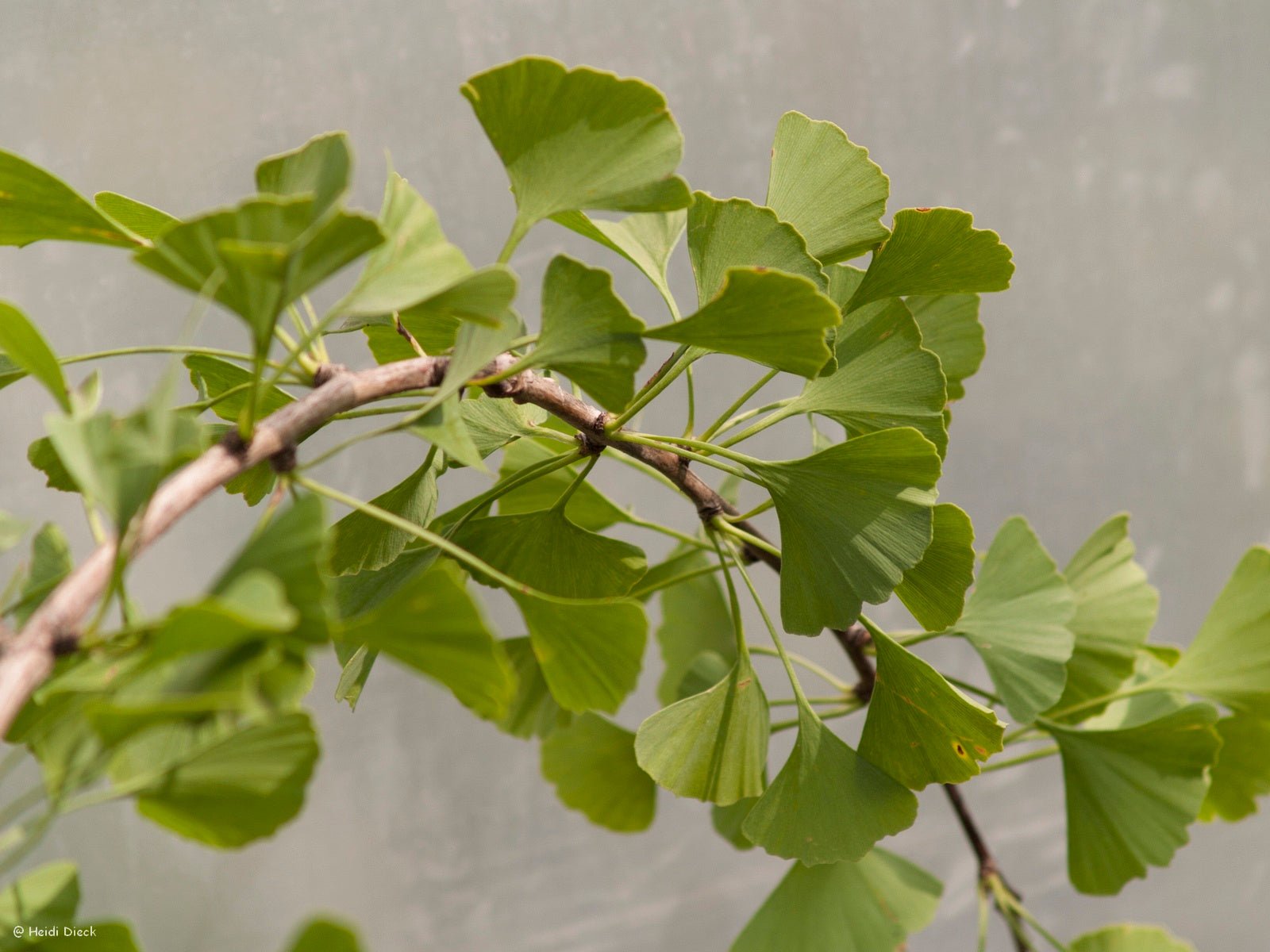 Ginkgo biloba 'Shangri La' - Herrenkamper Gärten - Pflanzenraritäten