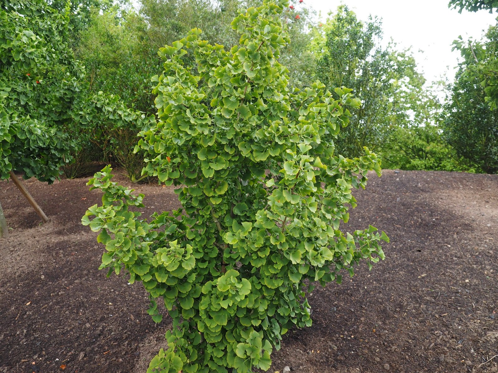 Ginkgo biloba 'Simon' - Herrenkamper Gärten - Pflanzenraritäten