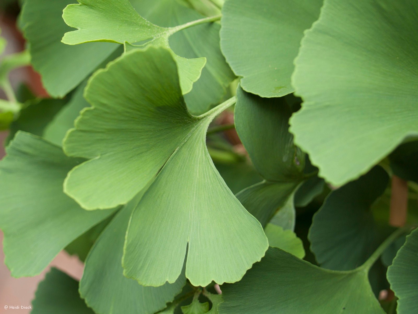 Ginkgo biloba 'Simon' - Herrenkamper Gärten - Pflanzenraritäten