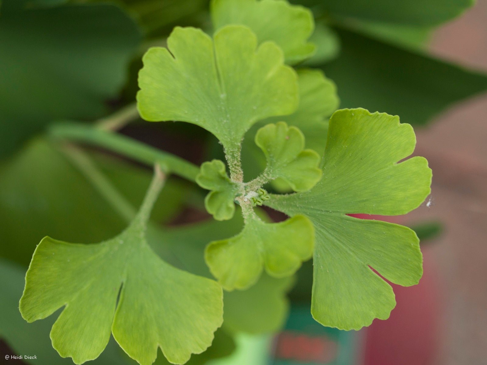 Ginkgo biloba 'Simon' - Herrenkamper Gärten - Pflanzenraritäten