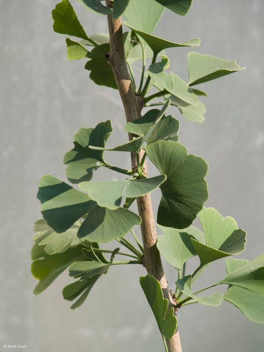 Ginkgo biloba 'Sinclair' - Herrenkamper Gärten - Pflanzenraritäten