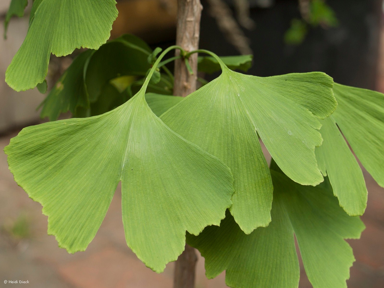 Ginkgo biloba 'Sotaju' - Herrenkamper Gärten - Pflanzenraritäten