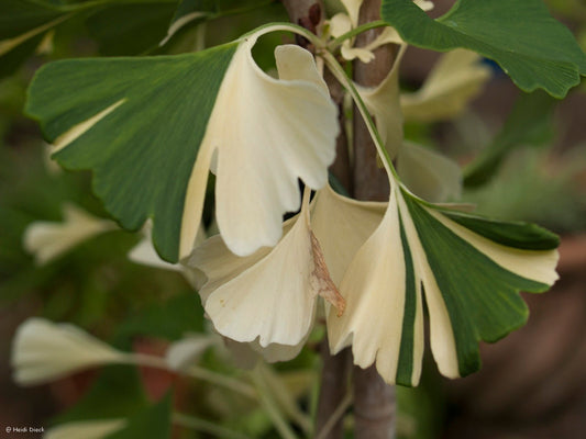 Ginkgo biloba 'Sport Tit' - Herrenkamper Gärten - Pflanzenraritäten