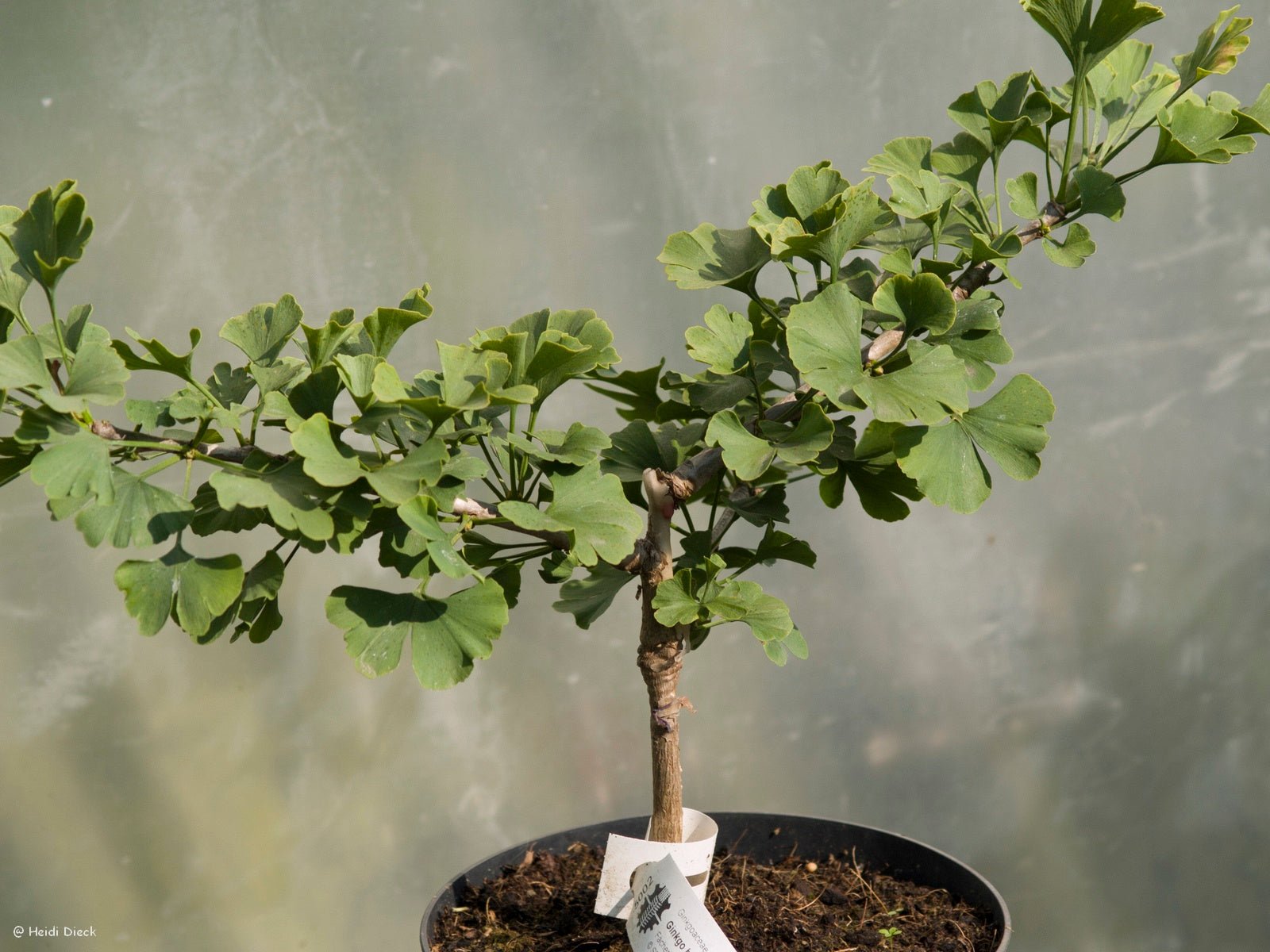 Ginkgo biloba 'Spring Grove' - Herrenkamper Gärten - Pflanzenraritäten