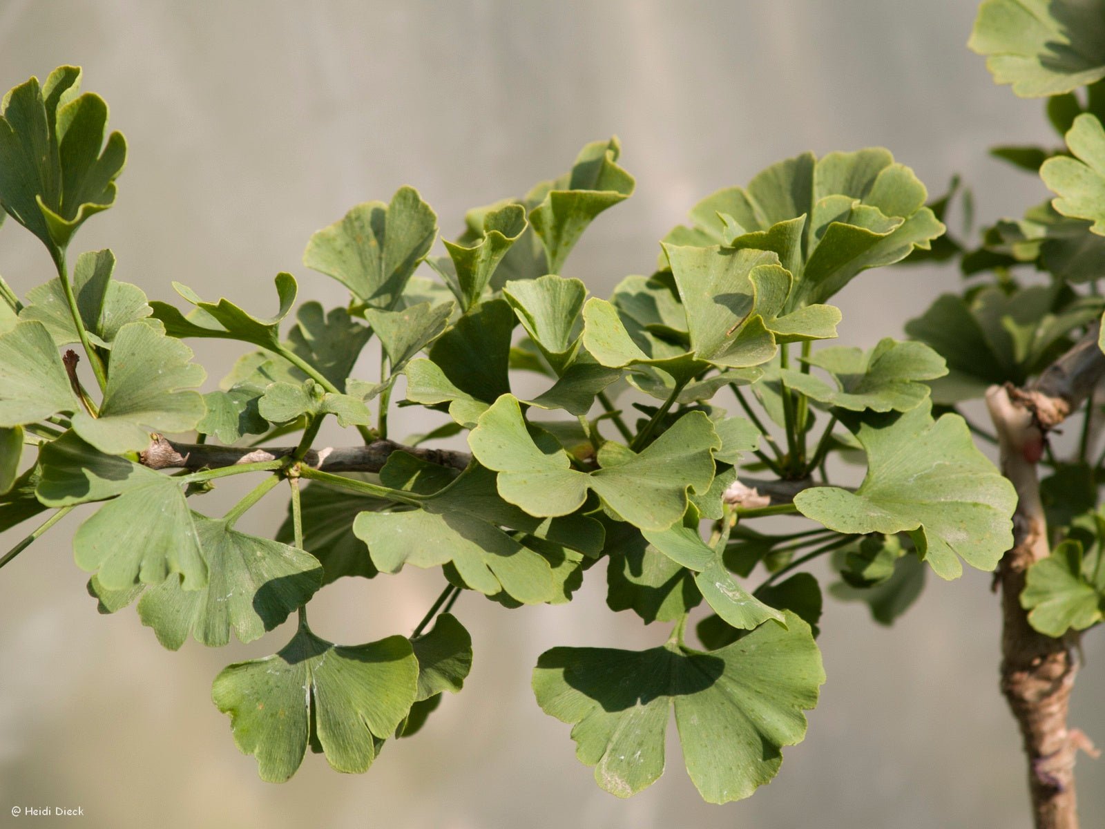 Ginkgo biloba 'Spring Grove' - Herrenkamper Gärten - Pflanzenraritäten