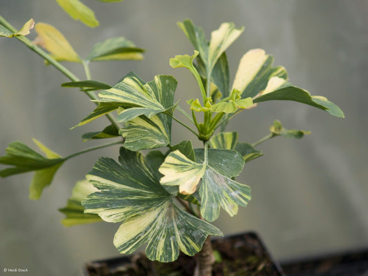 Ginkgo biloba 'Sunstream' - Herrenkamper Gärten - Pflanzenraritäten