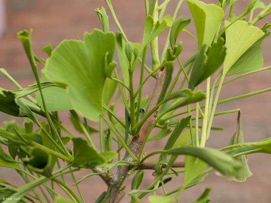 Ginkgo biloba 'Thelma' - Herrenkamper Gärten - Pflanzenraritäten