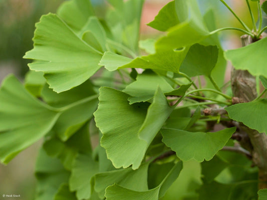 Ginkgo biloba 'Tit' - Herrenkamper Gärten - Pflanzenraritäten