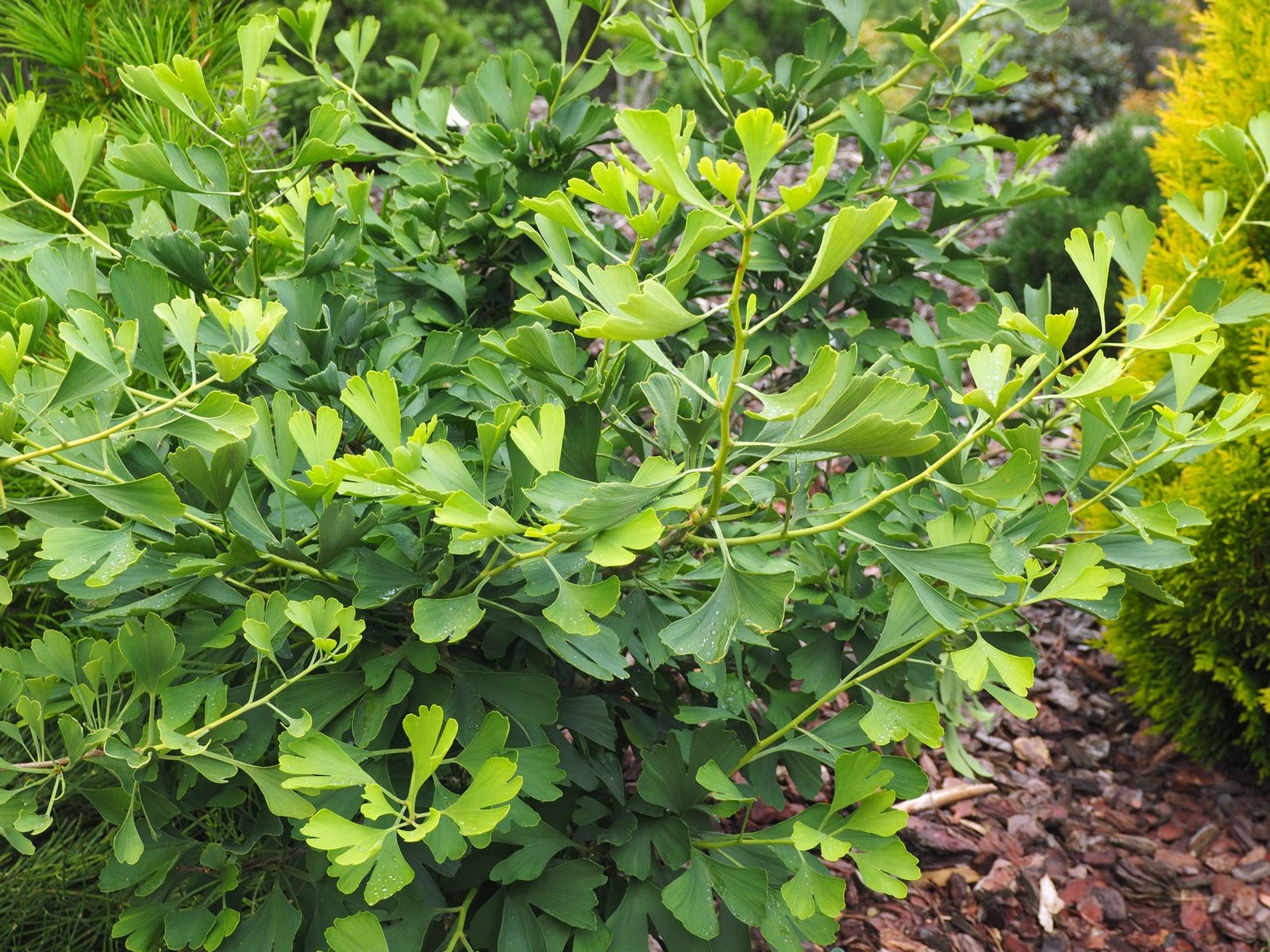 Ginkgo biloba 'Tremonia' - Herrenkamper Gärten - Pflanzenraritäten