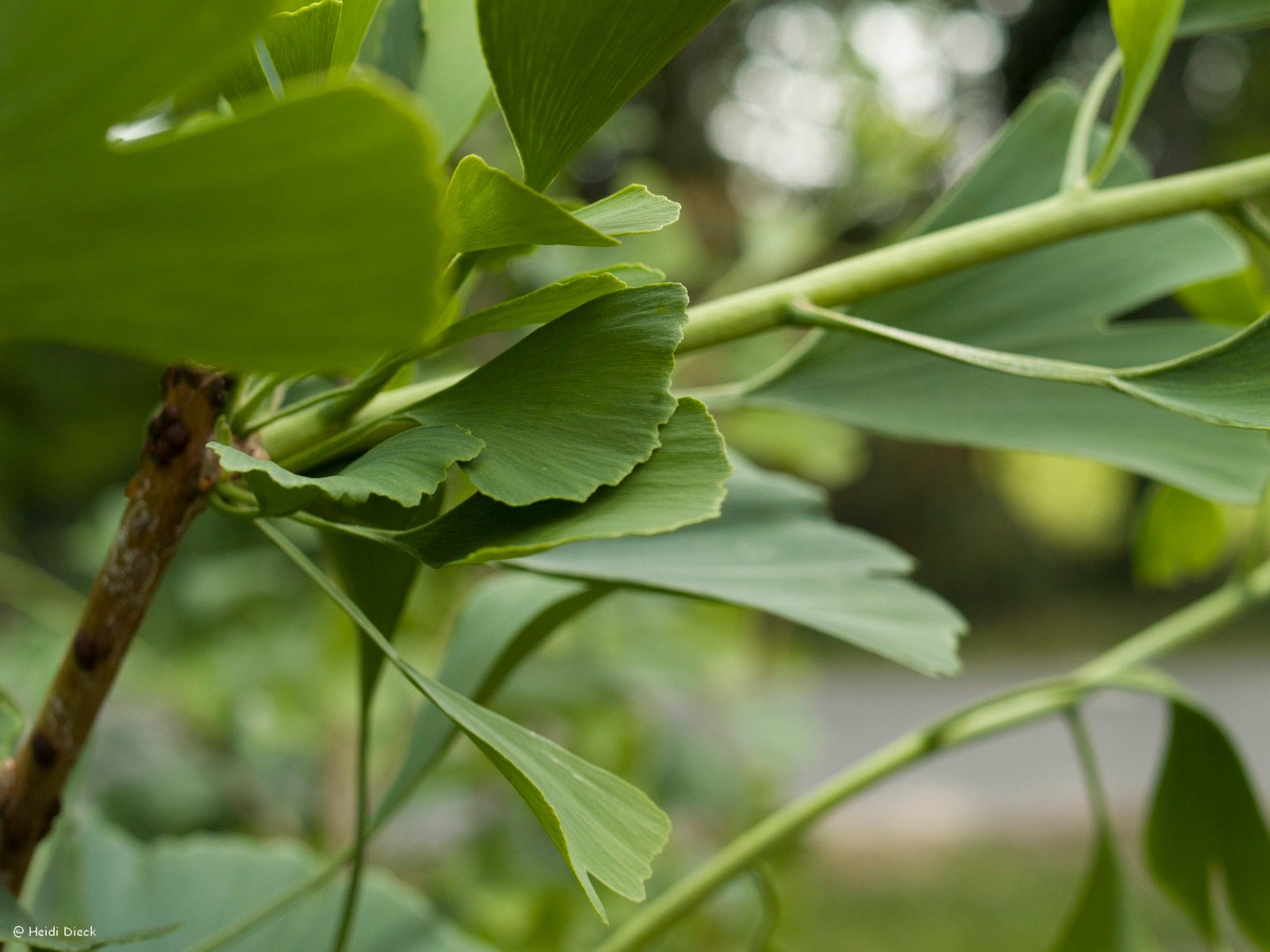 Ginkgo biloba 'Tremonia' - Herrenkamper Gärten - Pflanzenraritäten