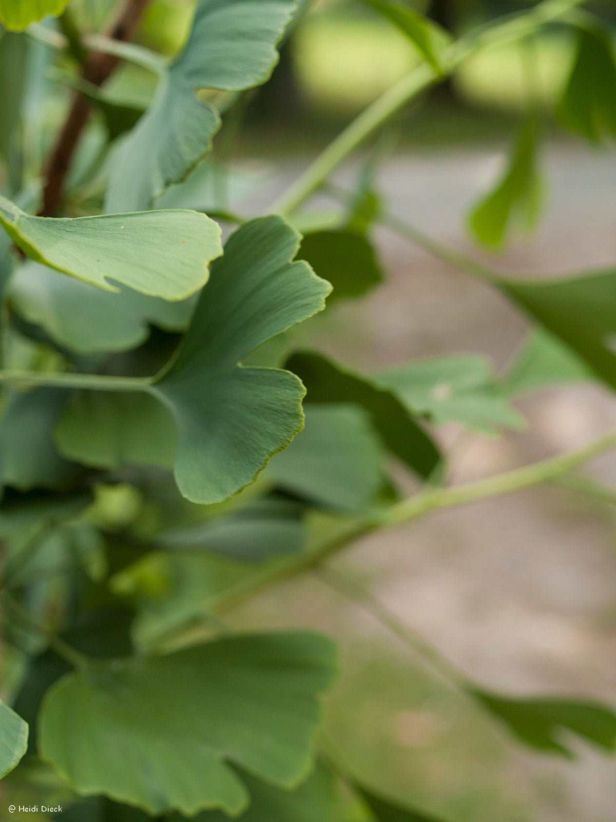 Ginkgo biloba 'Tremonia' - Herrenkamper Gärten - Pflanzenraritäten