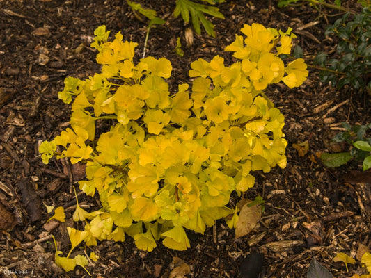 Ginkgo biloba 'Troll' - Herrenkamper Gärten - Pflanzenraritäten