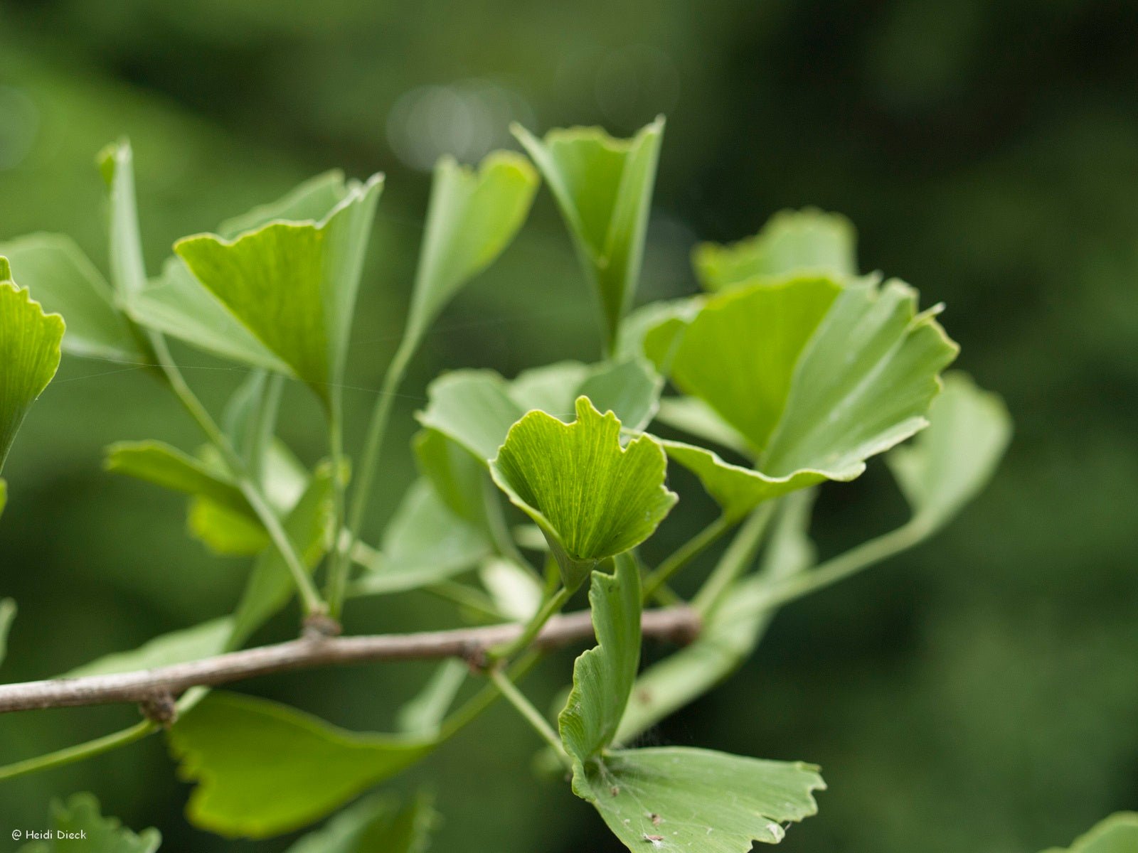 Ginkgo biloba 'Tubifolia' - Herrenkamper Gärten - Pflanzenraritäten