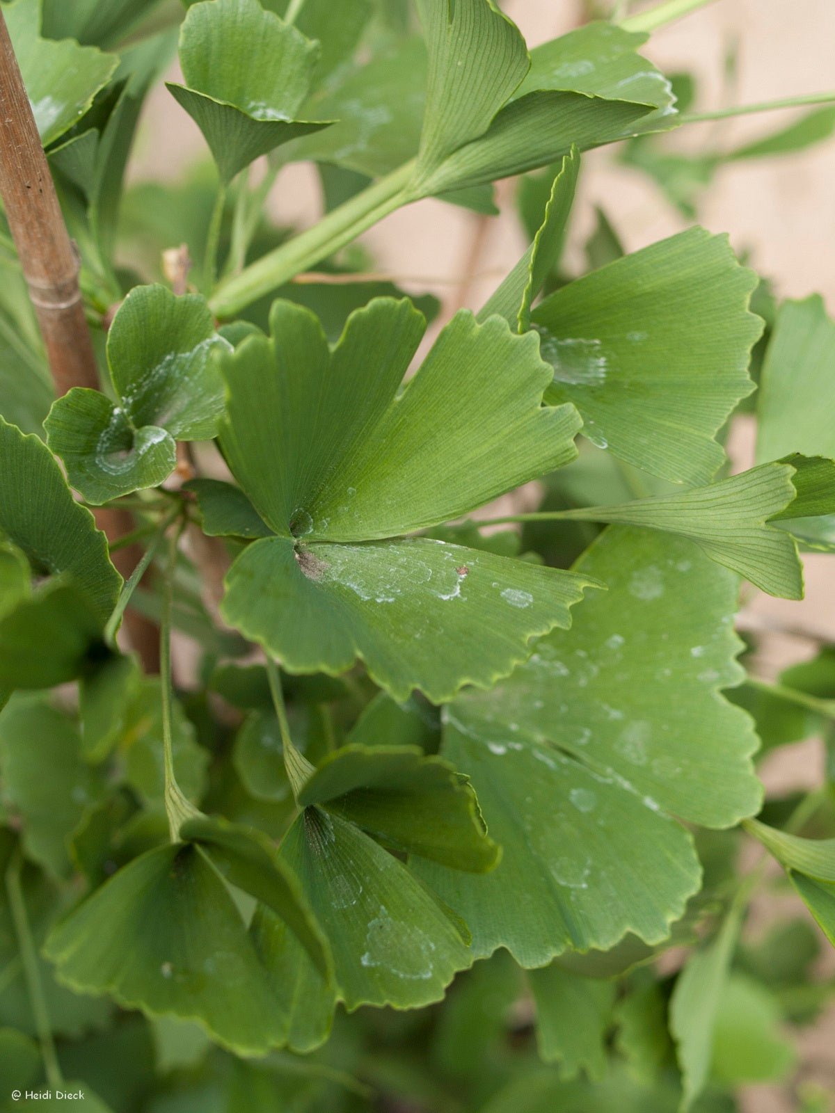 Ginkgo biloba 'Tubifolia' - Herrenkamper Gärten - Pflanzenraritäten