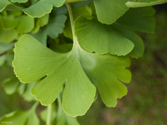 Ginkgo biloba 'Umbrella' - Herrenkamper Gärten - Pflanzenraritäten