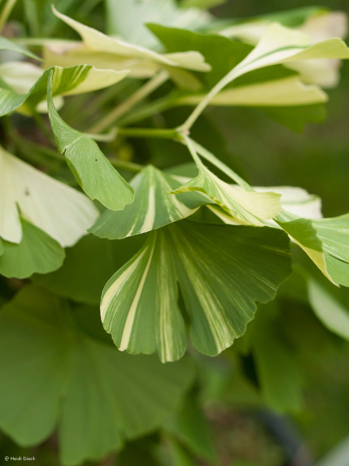 Ginkgo biloba 'Variegata' - Herrenkamper Gärten - Pflanzenraritäten