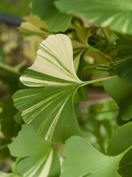 Ginkgo biloba 'Variegata' - Herrenkamper Gärten - Pflanzenraritäten