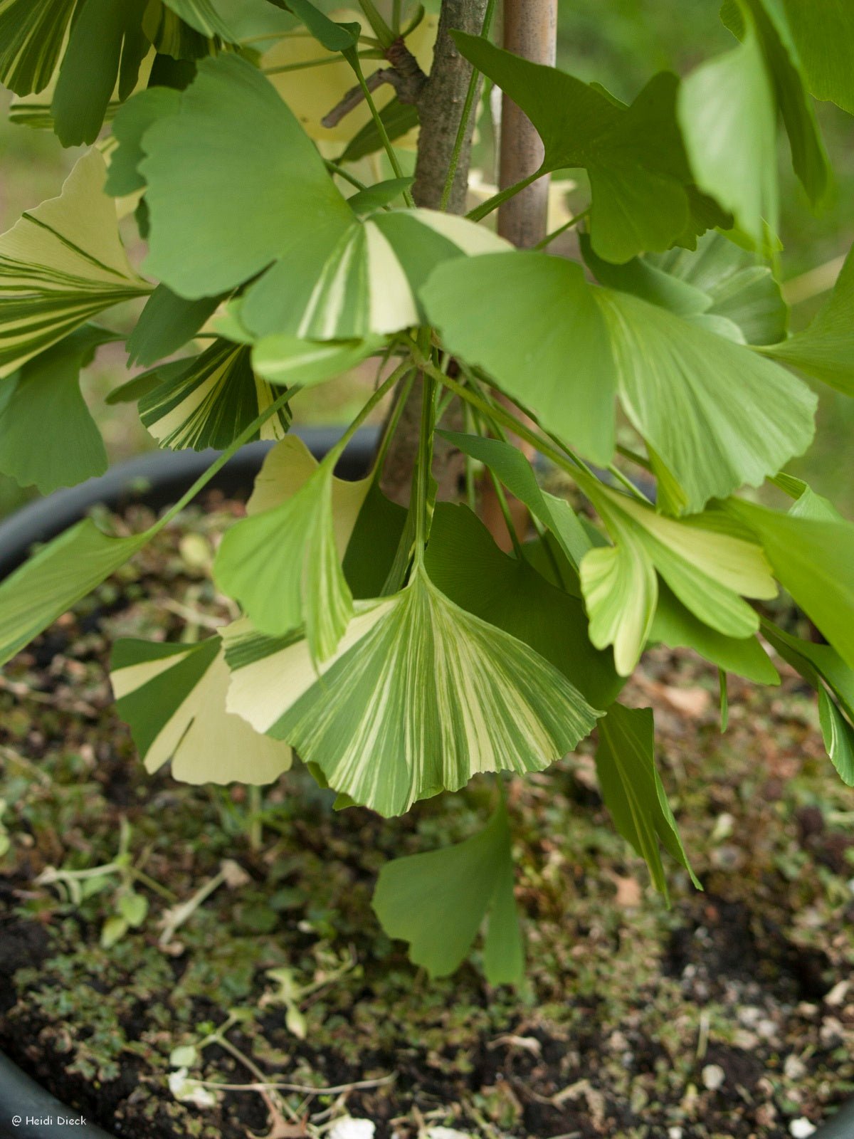 Ginkgo biloba 'Variegata' - Herrenkamper Gärten - Pflanzenraritäten