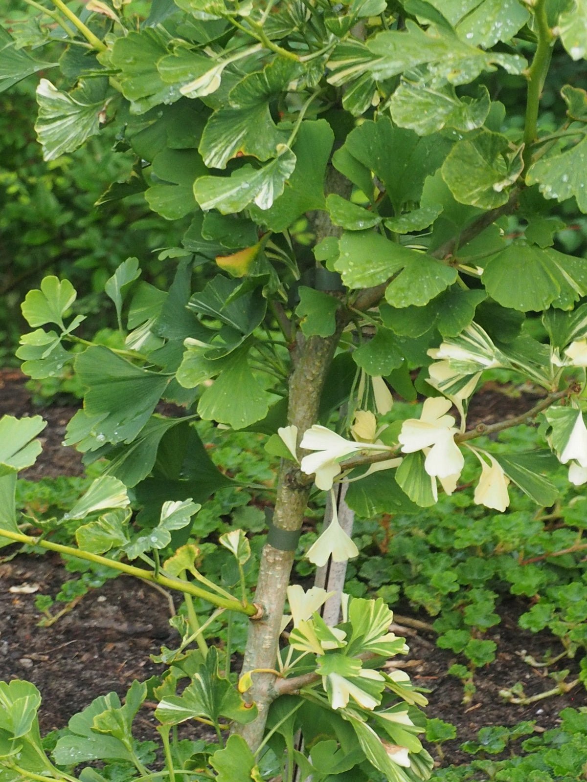 Ginkgo biloba 'Variegata' - Herrenkamper Gärten - Pflanzenraritäten