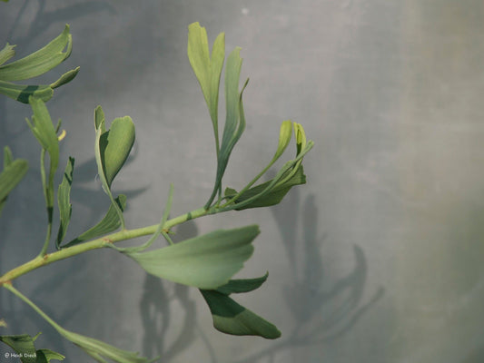 Ginkgo biloba 'Weeping Wonder' - Herrenkamper Gärten - Pflanzenraritäten