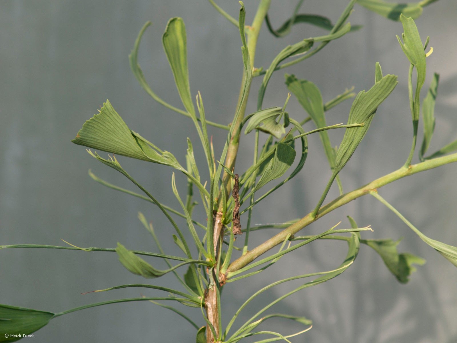 Ginkgo biloba 'Weeping Wonder' - Herrenkamper Gärten - Pflanzenraritäten