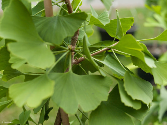 Ginkgo biloba 'Windover Gold' - Herrenkamper Gärten - Pflanzenraritäten