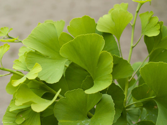 Ginkgo biloba 'Witches Broom' - Herrenkamper Gärten - Pflanzenraritäten