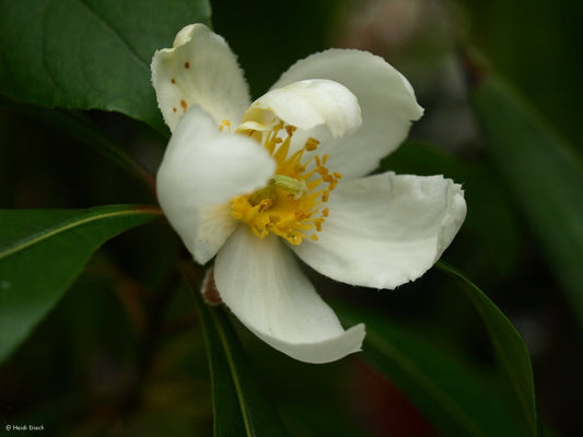 Gordlinia x grandiflora - Herrenkamper Gärten - Pflanzenraritäten