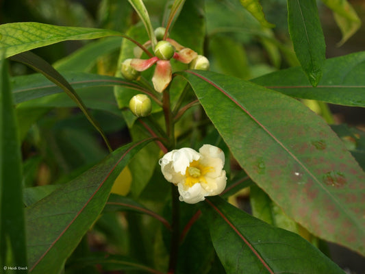 Gordlinia x grandiflora - Herrenkamper Gärten - Pflanzenraritäten