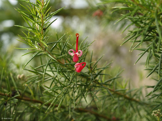 Grevillea alpina 'Canberra Gem' - Herrenkamper Gärten - Pflanzenraritäten