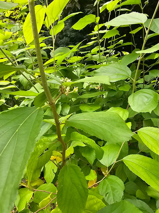 Grewia biloba var. parviflora - Herrenkamper Gärten - Pflanzenraritäten