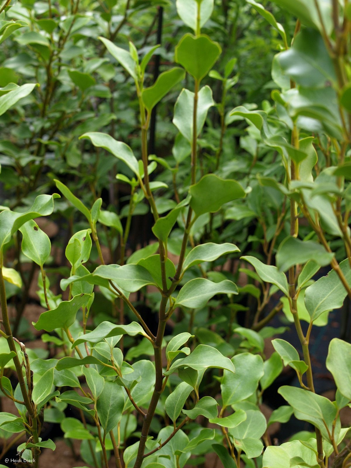 Griselinia littoralis - Herrenkamper Gärten - Pflanzenraritäten