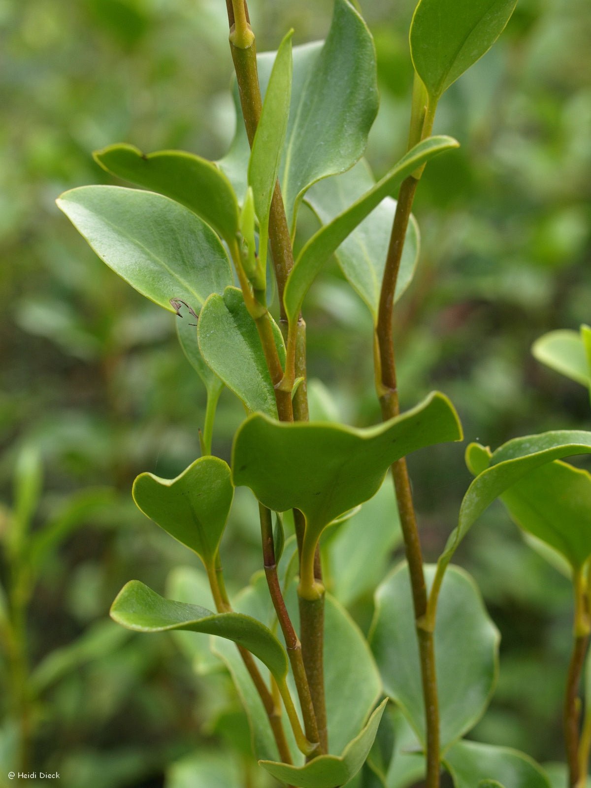 Griselinia littoralis - Herrenkamper Gärten - Pflanzenraritäten