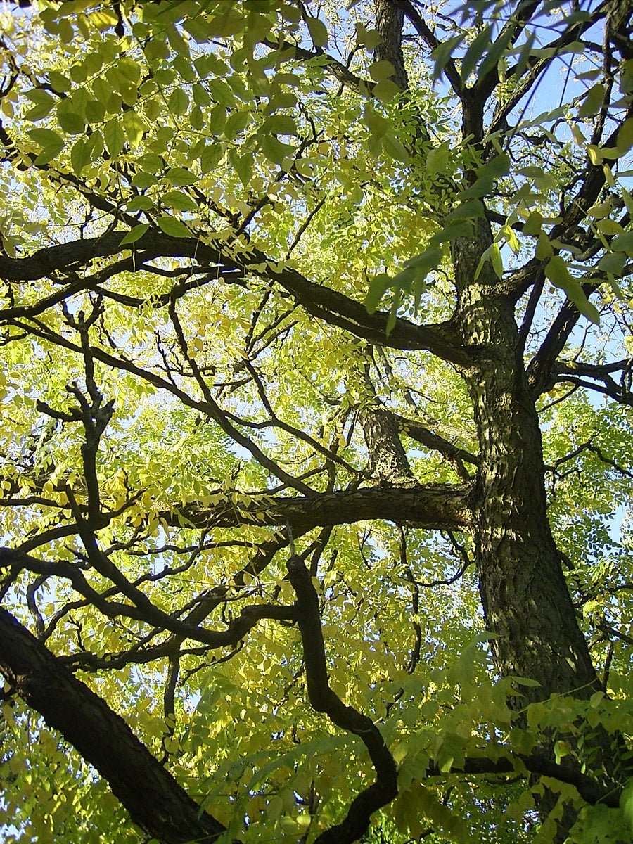 Gymnocladus dioicus - Herrenkamper Gärten - Pflanzenraritäten