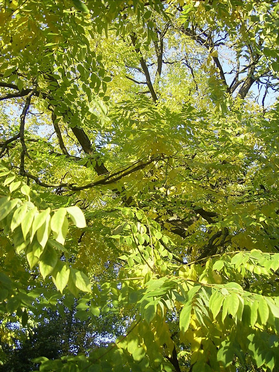 Gymnocladus dioicus - Herrenkamper Gärten - Pflanzenraritäten