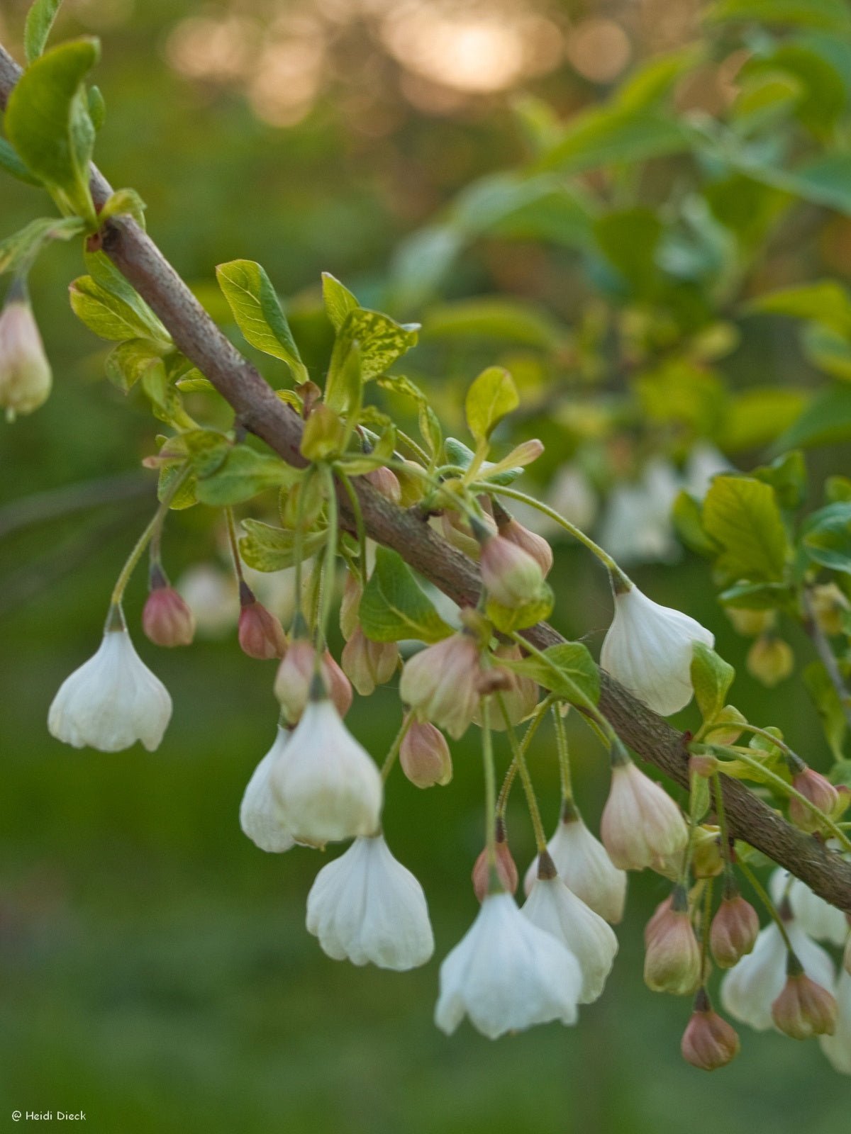 Halesia carolina (syn.: H. tetraptera) - Herrenkamper Gärten - Pflanzenraritäten