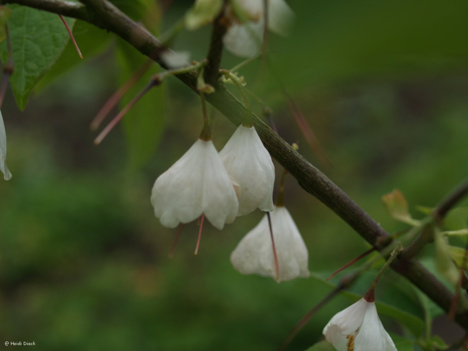 Halesia carolina (syn.: H. tetraptera) - Herrenkamper Gärten - Pflanzenraritäten