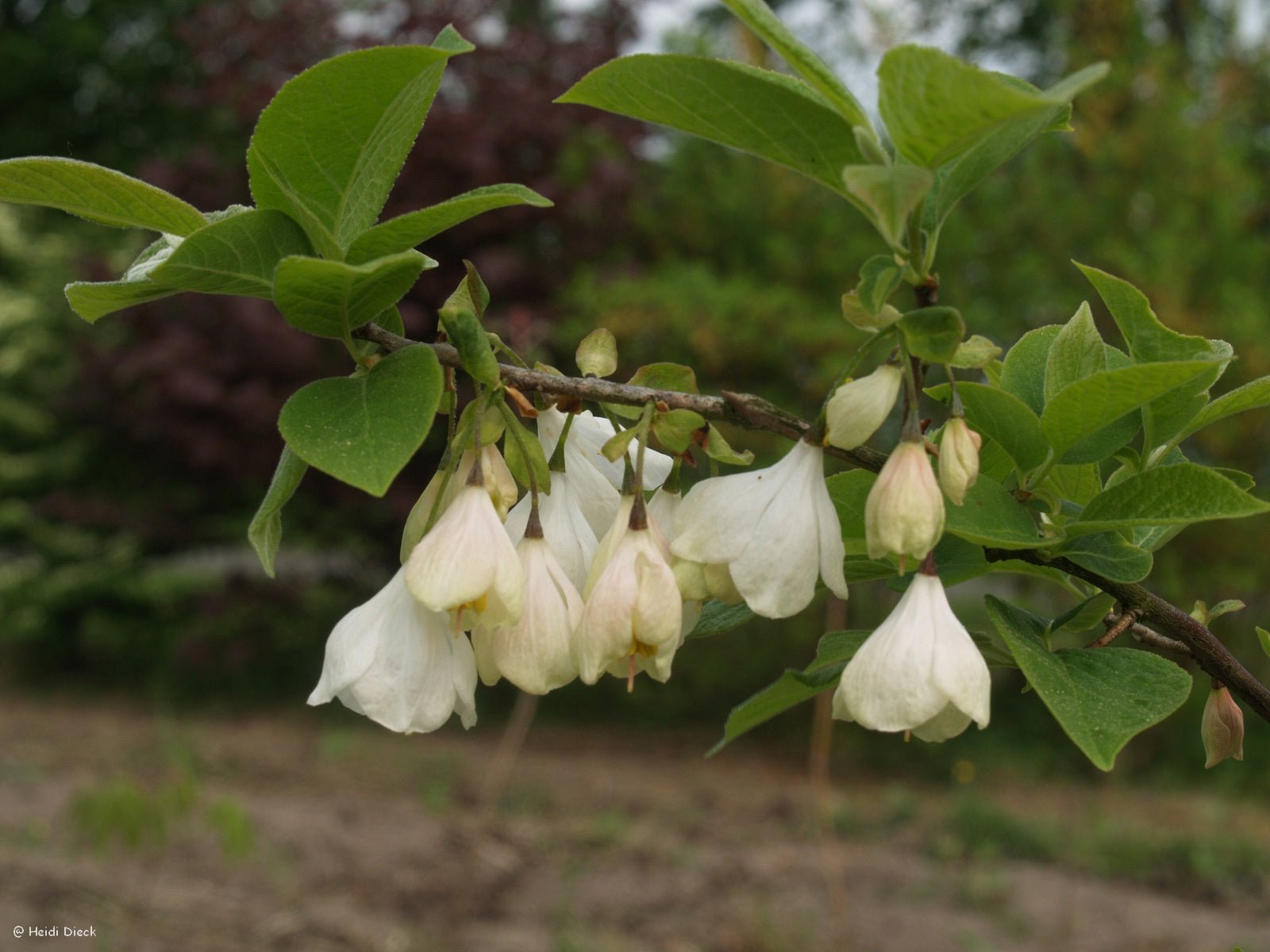 Halesia carolina (syn.: H. tetraptera) - Herrenkamper Gärten - Pflanzenraritäten