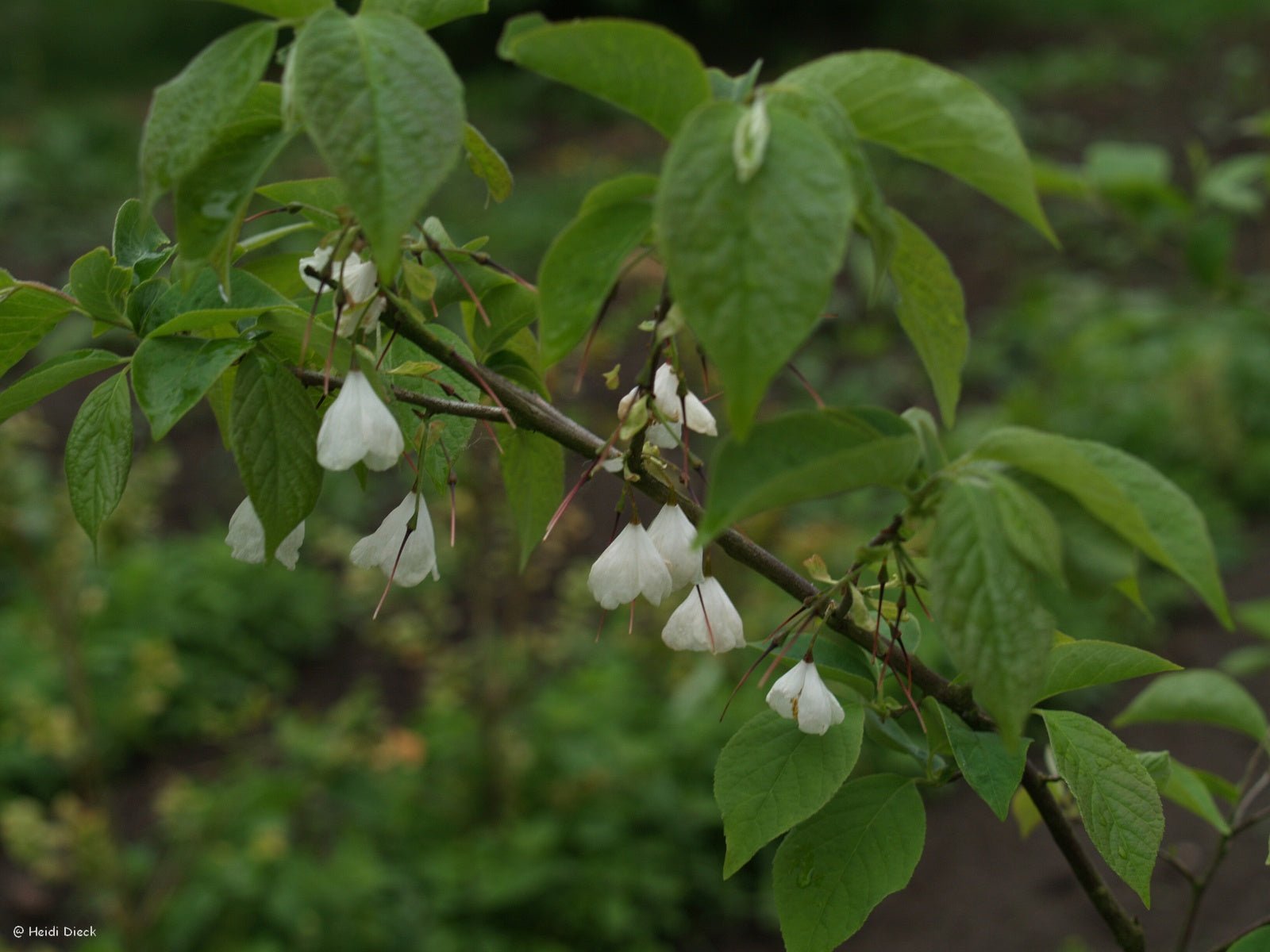 Halesia carolina (syn.: H. tetraptera) - Herrenkamper Gärten - Pflanzenraritäten