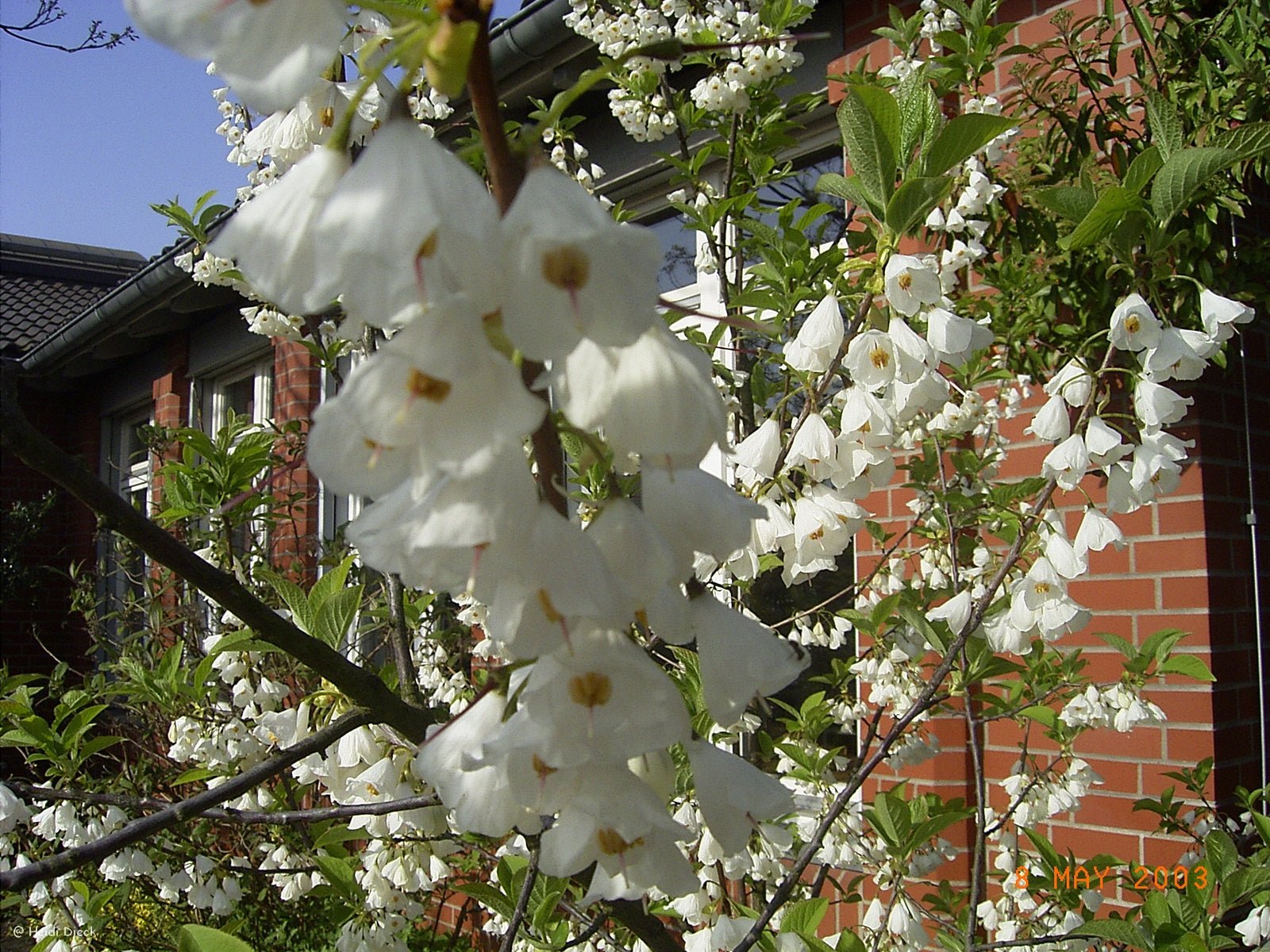 Halesia carolina (syn.: H. tetraptera) - Herrenkamper Gärten - Pflanzenraritäten