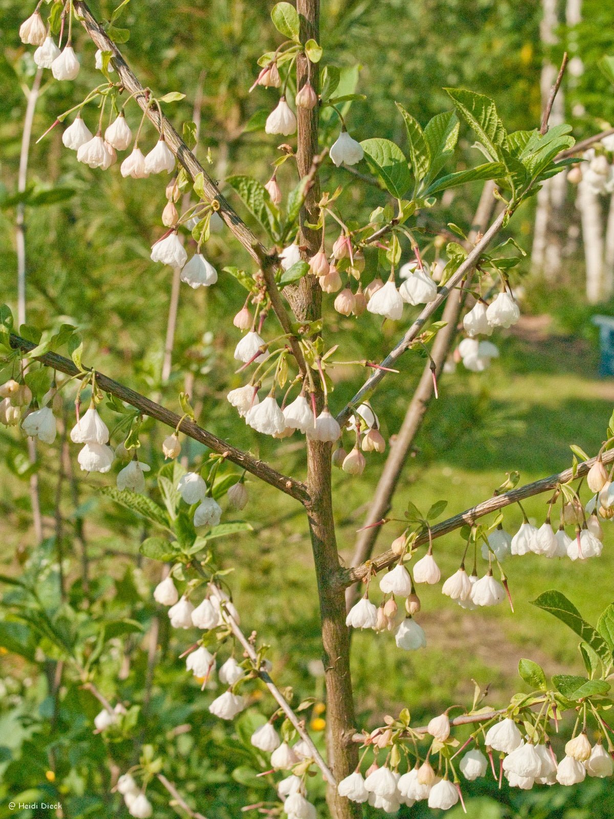 Halesia diptera - Herrenkamper Gärten - Pflanzenraritäten