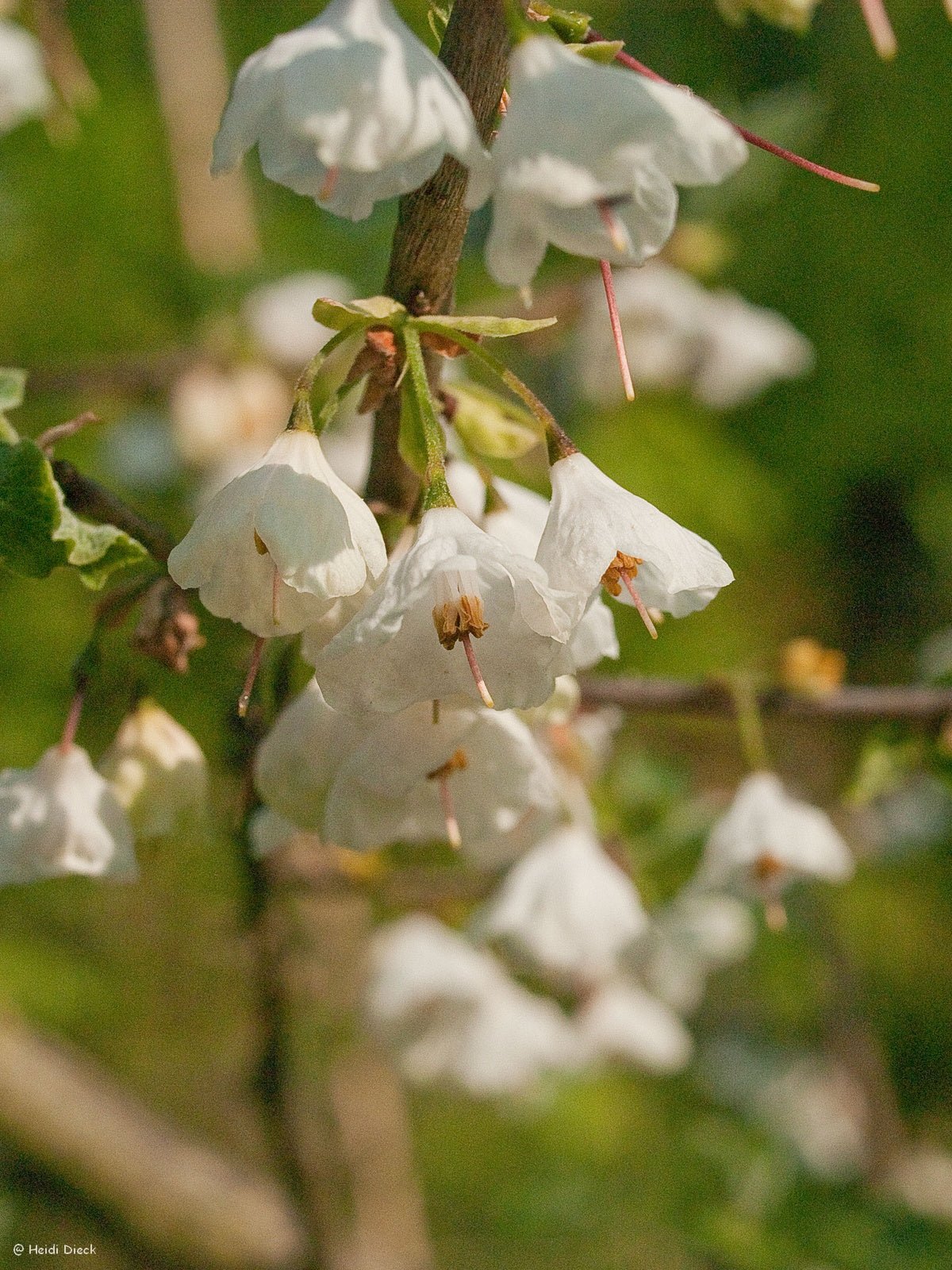 Halesia diptera - Herrenkamper Gärten - Pflanzenraritäten