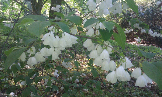 Halesia tetraptera ssp. monticola (Syn.: H. monticola) - Herrenkamper Gärten - Pflanzenraritäten