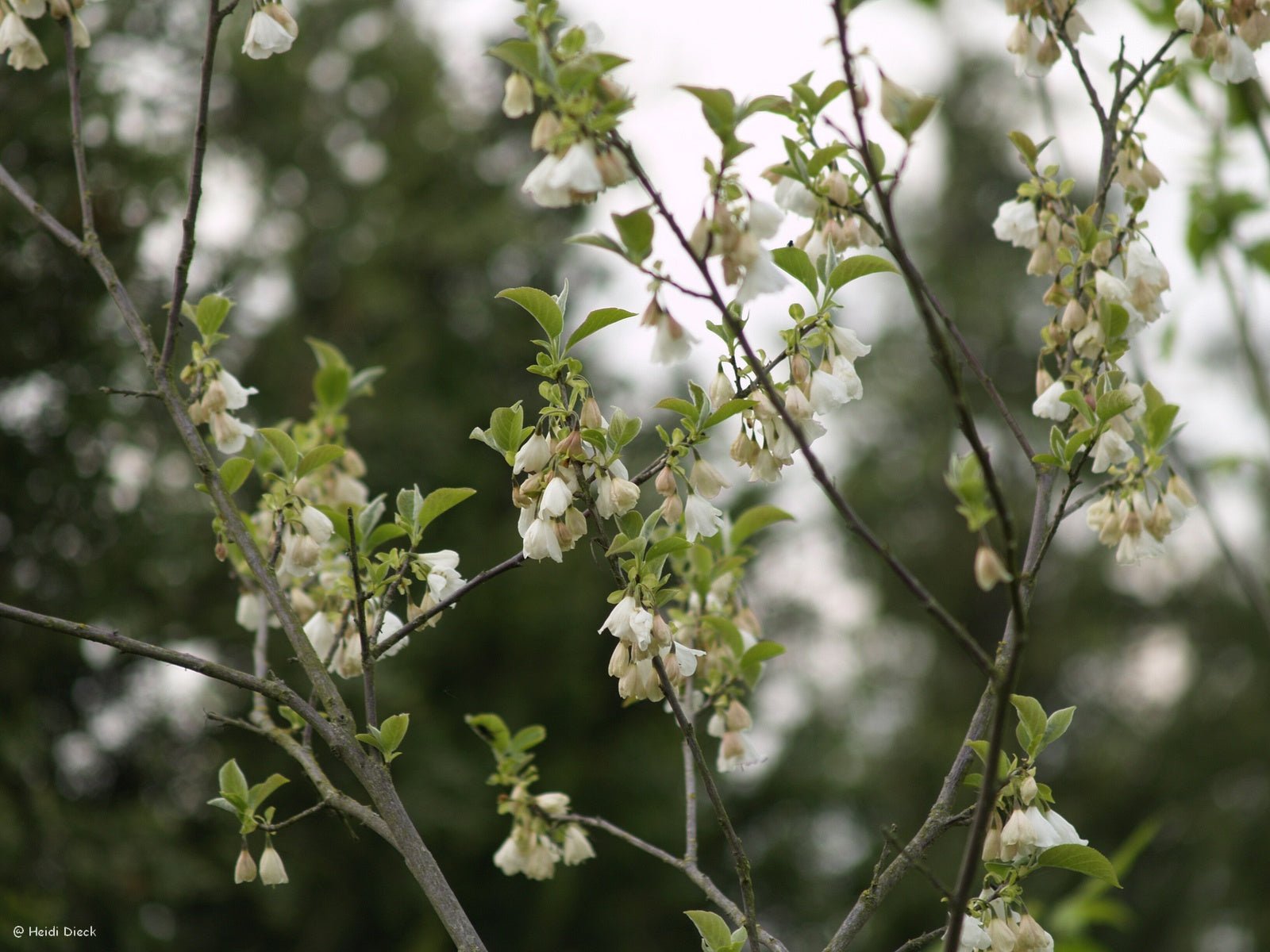 Halesia tetraptera ssp. monticola (Syn.: H. monticola) - Herrenkamper Gärten - Pflanzenraritäten