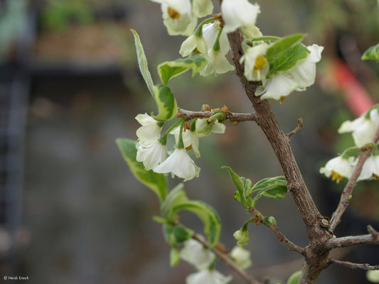 Halesia tetraptera ssp. monticola 'Variegata' - Herrenkamper Gärten - Pflanzenraritäten