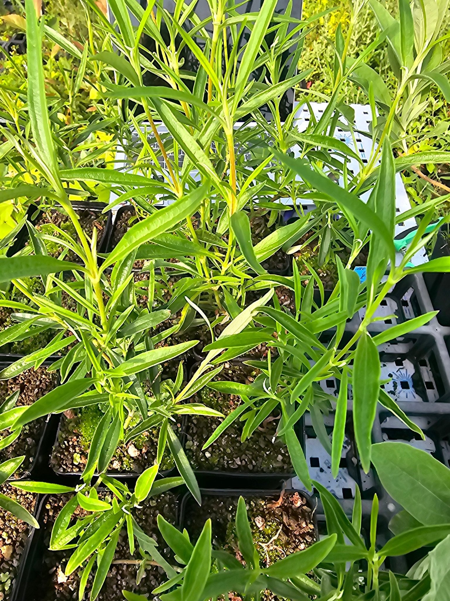 Halimium libanotis 'Major' - Herrenkamper Gärten - Pflanzenraritäten